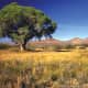 Willcox