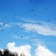 A Sudden Fluttering of Wings, As Avian Pilots Skim the Air