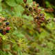 Beetles and Berries, Vines Intertwine