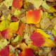Walking into a Forest Alone, Footsteps Softened by Nature's Carpet