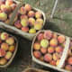 White Mellow Georgia Peaches - Ronnie Kirkley