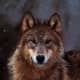 Taylor Lautner wolf