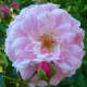 Hybrid Rugosas are "doubles" having numerous, informally-formed petals.