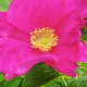 what-is-a-rugosa-rose
