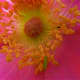 Rugosa Rose Single Close-Up