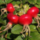 The rugosa rose is known for its extraordinarily large, bright red or orange-red fruits, known as hips.