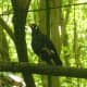 A Talking Mynah
