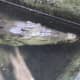 Adult Crocodiles under the bridge