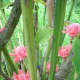 Torch Ginger, Red Ginger Lily or Philippine Waxflower