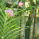 the-flowers-in-my-garden-a-photo-gallery