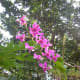 Cattleya Orchids