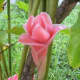 Torch Ginger