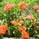 Bougainvilleas
