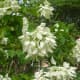 White Mussaenda or Dona Aurora