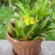 Potted Dancing Lady
