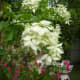 White Mussaenda or Dona Aurora, Bougainvillea and Zinnia