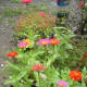 Zinnia Elegans