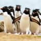 Southern Rockhopper
