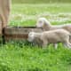 Lambs at Old World Wisconsin during the summer 2014.