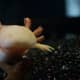 Albino axolotl