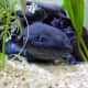 Melanoid axolotl