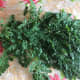 Moringa Oleifera / Malunggay / Miracle Tree leaves