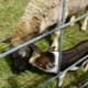 Sheep getting kissed by a pig at Creekfest