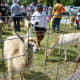 Creekfest petting zoo fun