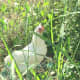 One of our hens