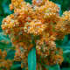 Quinoa flowering stage