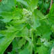 Quinoa leaves