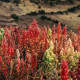 Quinoa cultivation in Peru