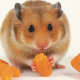 Indian Hamster