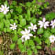 a-moss-garden