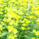 yellow star shaped flowers