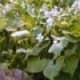 a-moss-garden