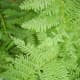 Ferns