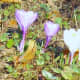 2012 White &amp; lavender crocus