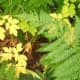 Colored plants