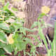 a-moss-garden