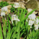 May 2012 White Iris