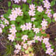 March 2012 Pink wildflowers