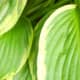 Hostas