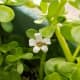 Flowers of bacopa monniere has four to five petals.