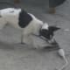 how-i-get-rid-of-snakes-from-my-house-and-yard