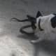 how-i-get-rid-of-snakes-from-my-house-and-yard