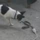 how-i-get-rid-of-snakes-from-my-house-and-yard