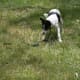 how-i-get-rid-of-snakes-from-my-house-and-yard