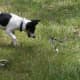 how-i-get-rid-of-snakes-from-my-house-and-yard