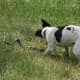 how-i-get-rid-of-snakes-from-my-house-and-yard